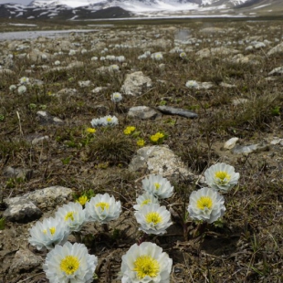 Trollius lilacinus